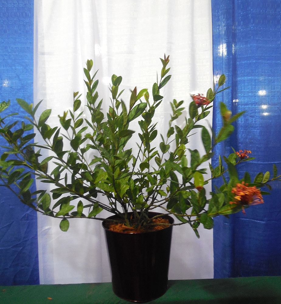 ixora-coccinea-maui-red-flame-of-the-woods-jungle-flame-jungle-geranium