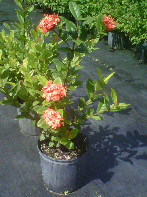 ixora-coccinea-maui-red-flame-of-the-woods-jungle-flame-jungle-geranium