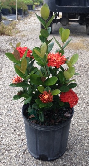 ixora-coccinea-maui-red-flame-of-the-woods-jungle-flame-jungle-geranium