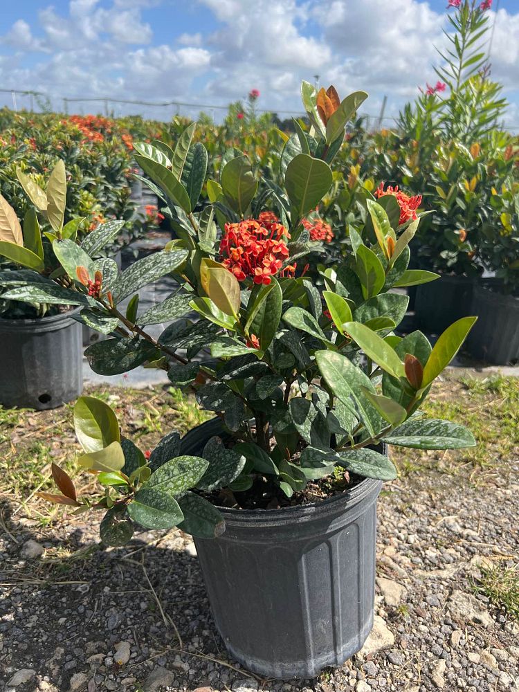 ixora-coccinea-maui-red-flame-of-the-woods-jungle-flame-jungle-geranium