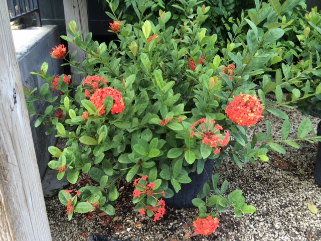ixora-coccinea-maui-red-flame-of-the-woods-jungle-flame-jungle-geranium