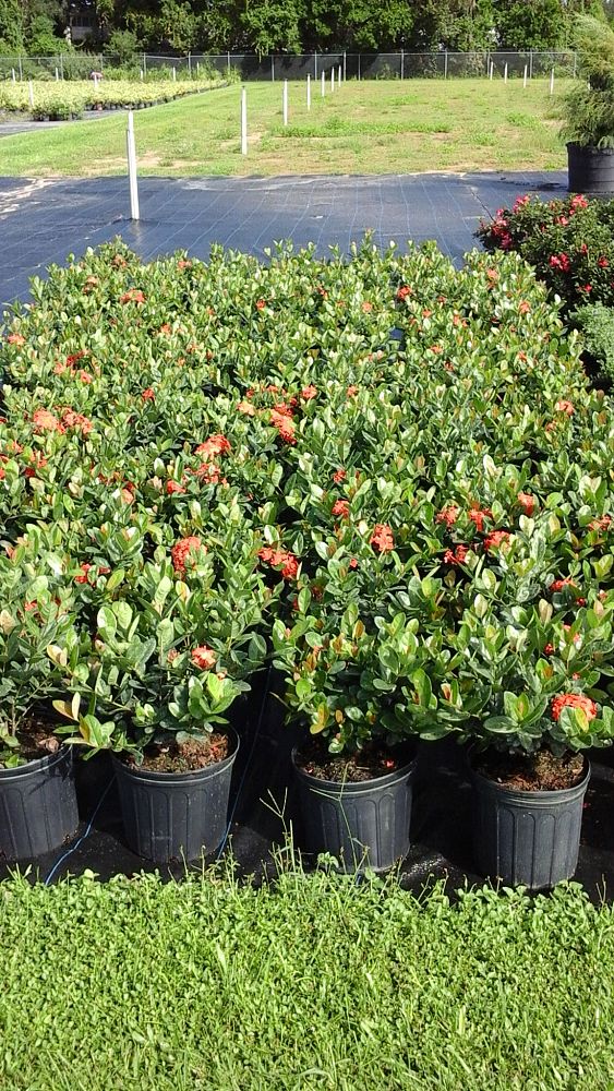 ixora-coccinea-maui-red-flame-of-the-woods-jungle-flame-jungle-geranium