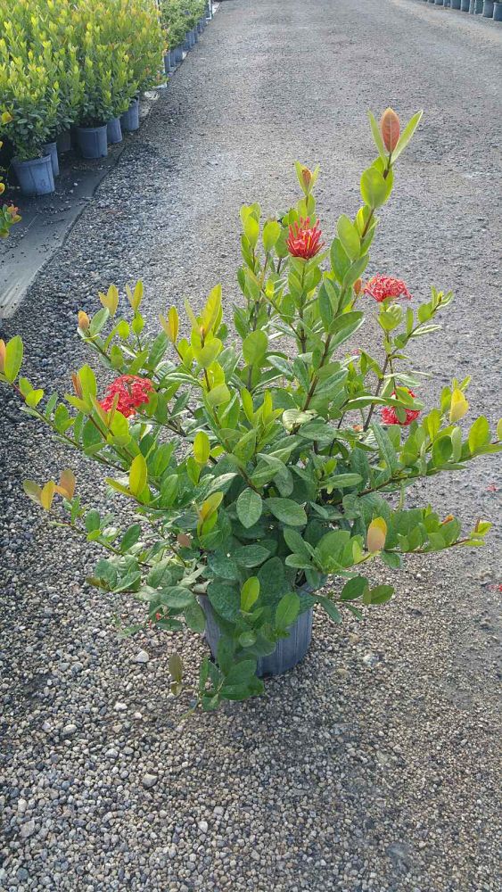 ixora-coccinea-maui-red-flame-of-the-woods-jungle-flame-jungle-geranium