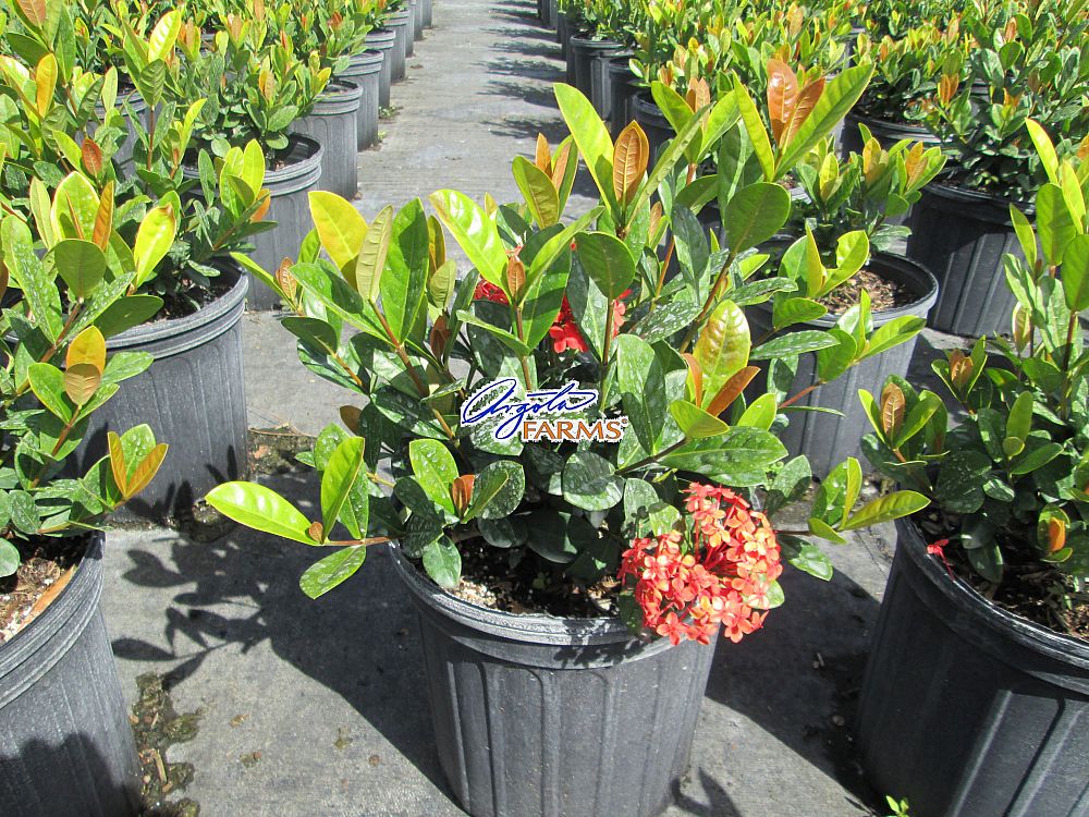 ixora-coccinea-maui-red-flame-of-the-woods-jungle-flame-jungle-geranium