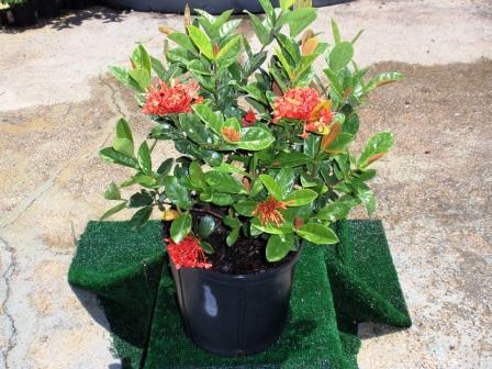 ixora-coccinea-maui-red-flame-of-the-woods-jungle-flame-jungle-geranium