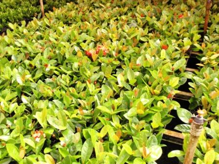 ixora-coccinea-maui-red-flame-of-the-woods-jungle-flame-jungle-geranium