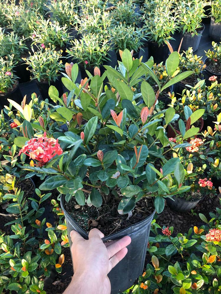 ixora-coccinea-maui-red-flame-of-the-woods-jungle-flame-jungle-geranium