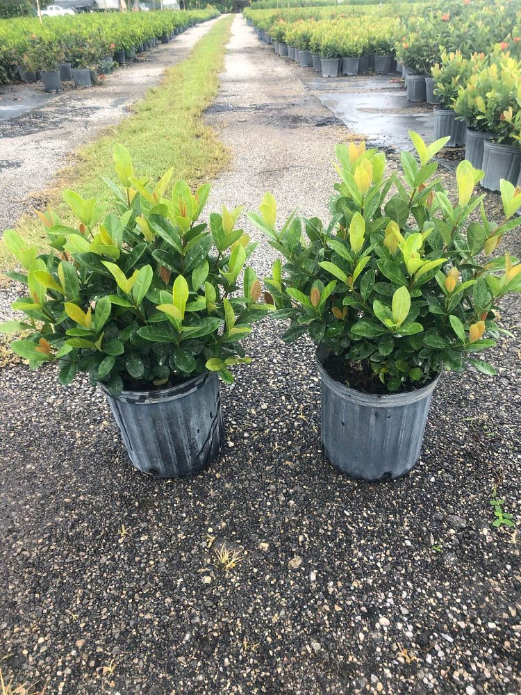 ixora-coccinea-maui-red-flame-of-the-woods-jungle-flame-jungle-geranium