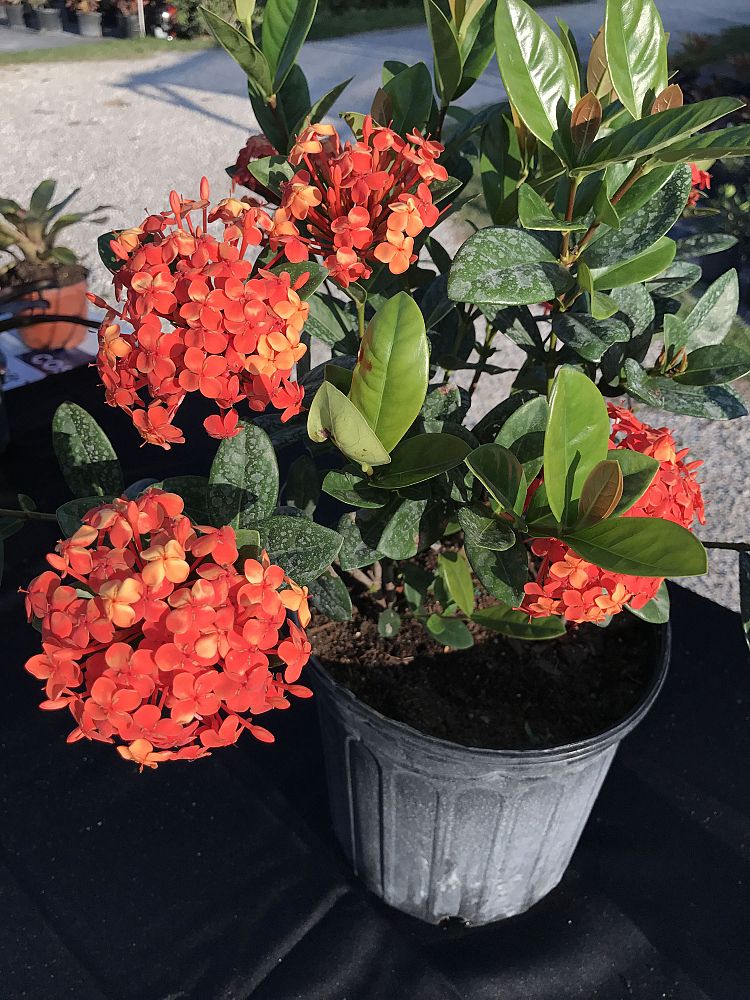 ixora-coccinea-maui-red-flame-of-the-woods-jungle-flame-jungle-geranium