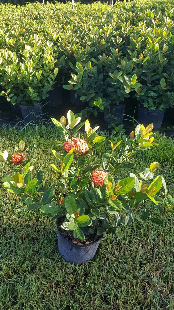 ixora-coccinea-maui-red-flame-of-the-woods-jungle-flame-jungle-geranium