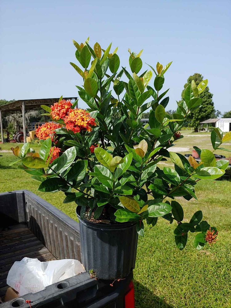 ixora-coccinea-maui-red-flame-of-the-woods-jungle-flame-jungle-geranium