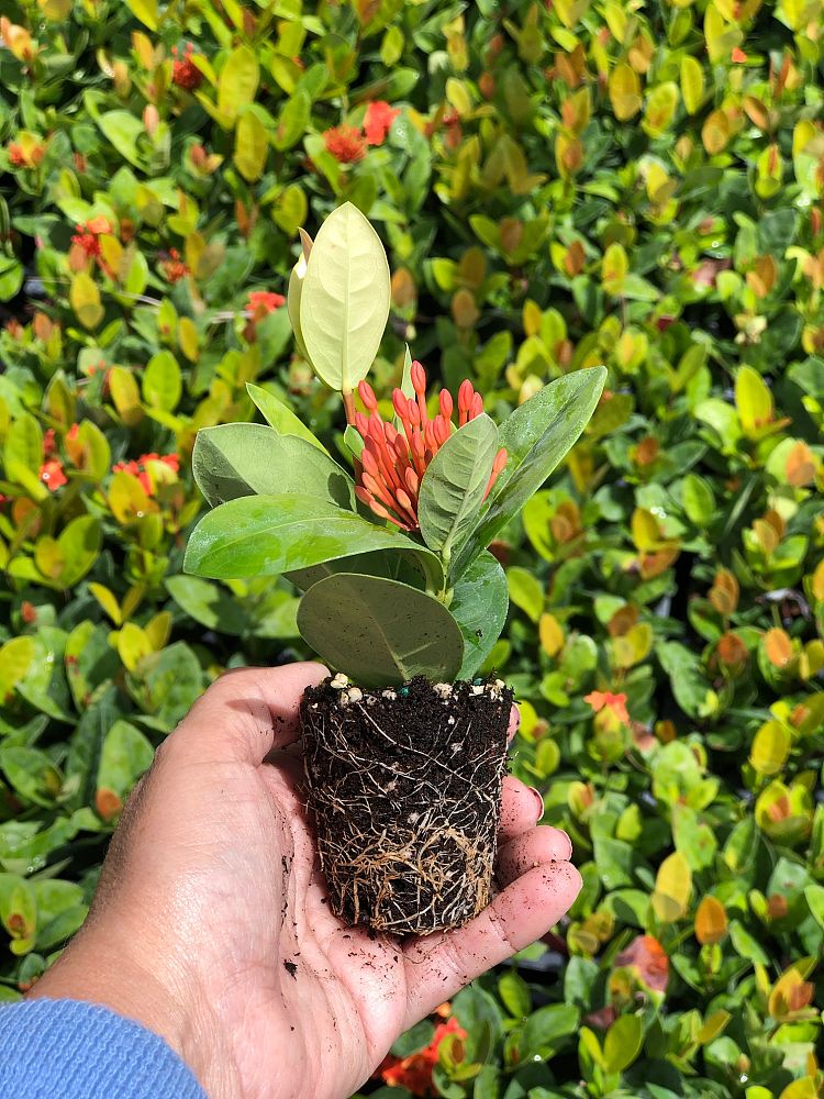 ixora-coccinea-maui-red-flame-of-the-woods-jungle-flame-jungle-geranium
