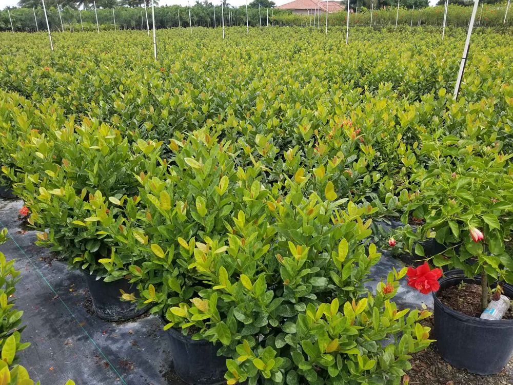 ixora-coccinea-maui-red-flame-of-the-woods-jungle-flame-jungle-geranium