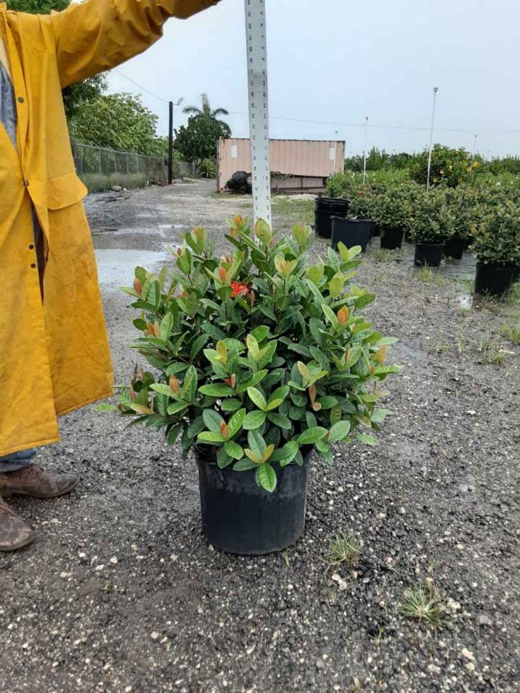 ixora-coccinea-maui-red-flame-of-the-woods-jungle-flame-jungle-geranium