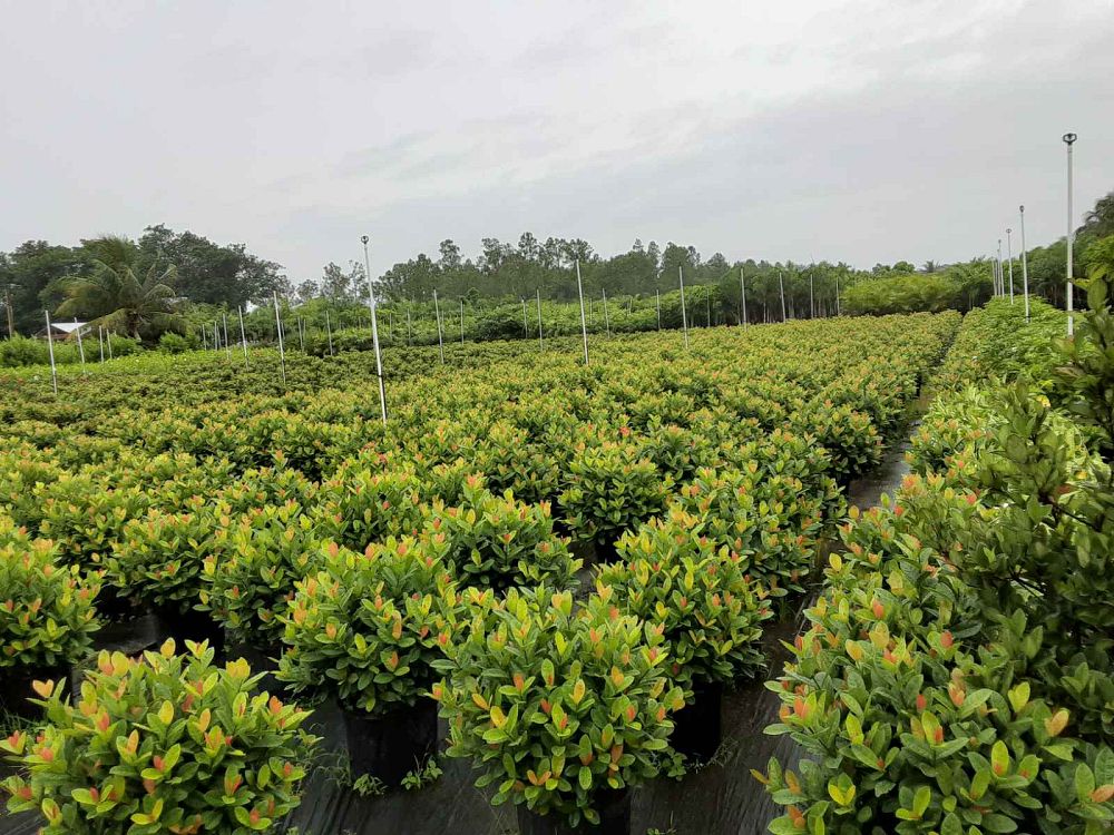ixora-coccinea-maui-red-flame-of-the-woods-jungle-flame-jungle-geranium
