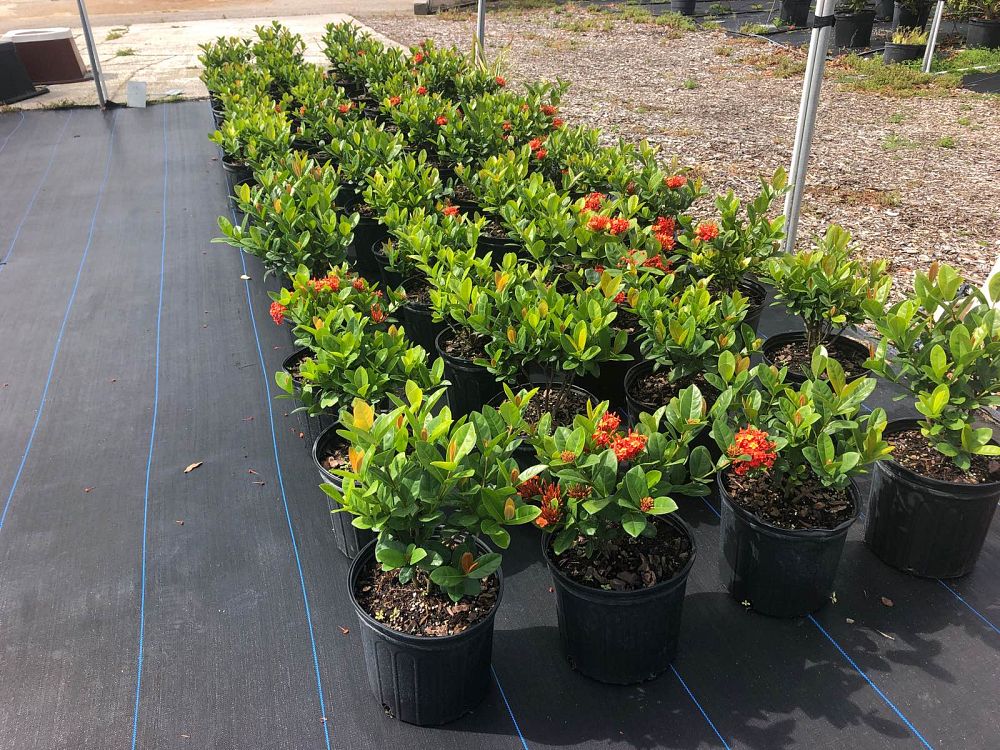 ixora-coccinea-maui-red-flame-of-the-woods-jungle-flame-jungle-geranium