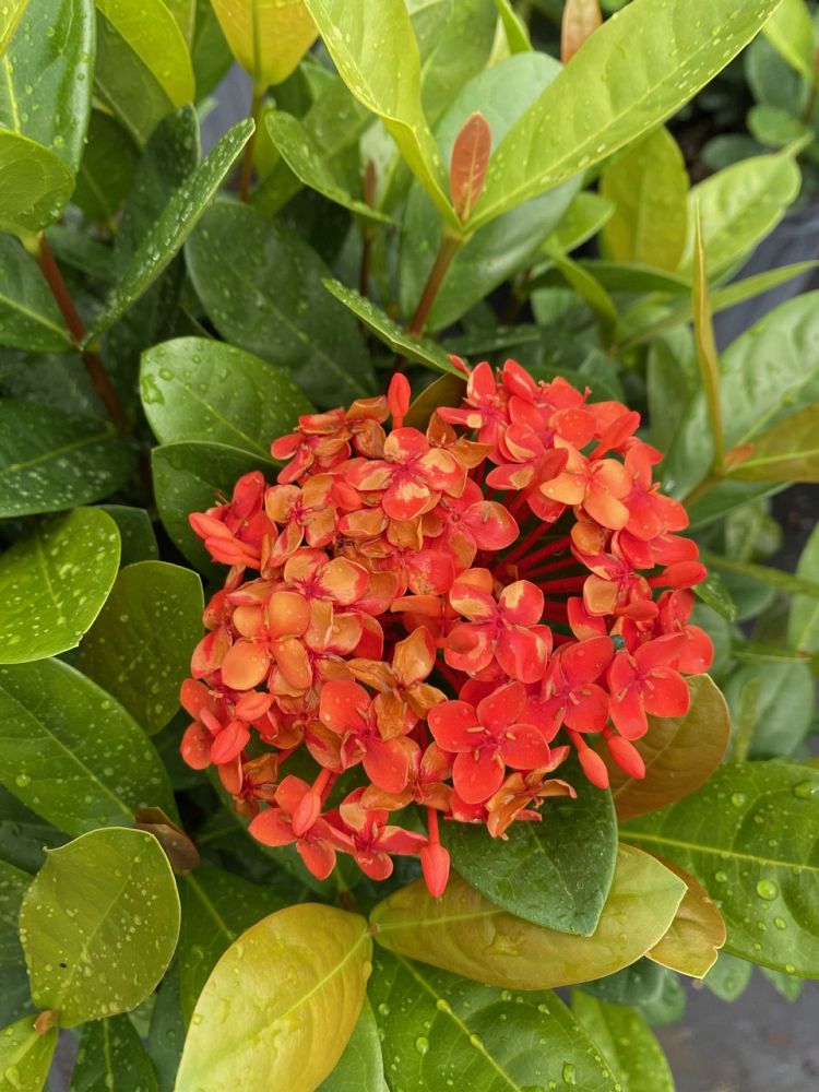ixora-coccinea-maui-red-flame-of-the-woods-jungle-flame-jungle-geranium