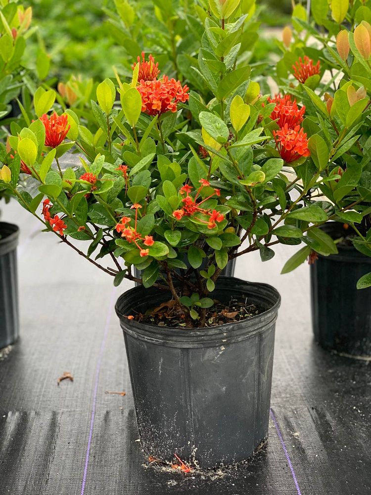 ixora-coccinea-maui-red-flame-of-the-woods-jungle-flame-jungle-geranium