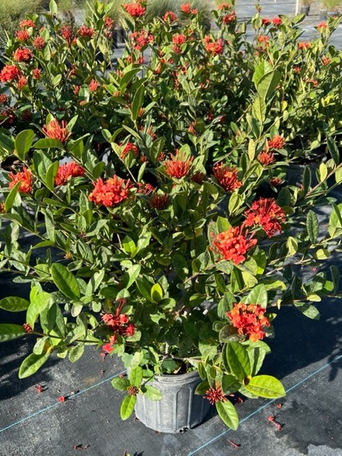 ixora-coccinea-maui-red-flame-of-the-woods-jungle-flame-jungle-geranium