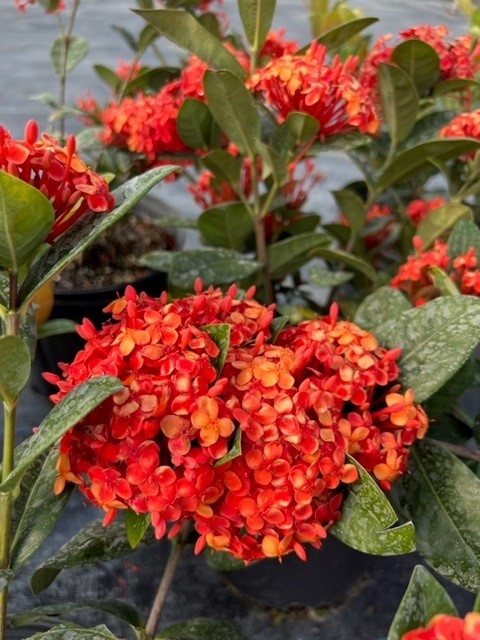 ixora-coccinea-maui-red-flame-of-the-woods-jungle-flame-jungle-geranium