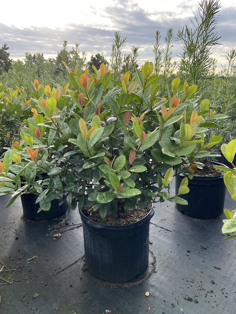 ixora-coccinea-maui-red-flame-of-the-woods-jungle-flame-jungle-geranium