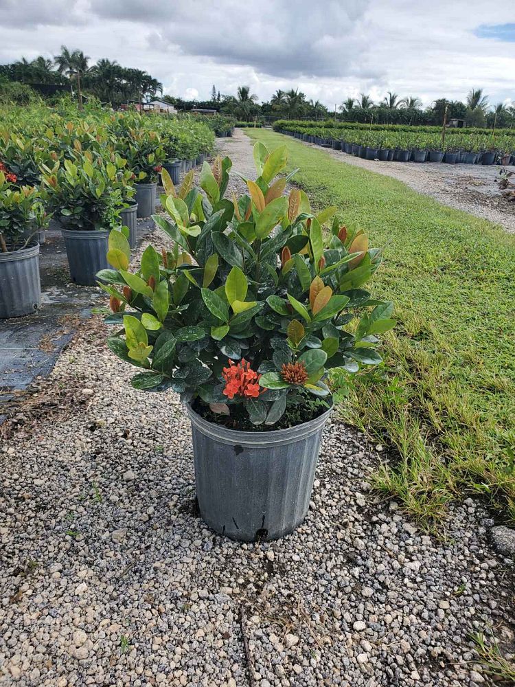 ixora-coccinea-maui-red-flame-of-the-woods-jungle-flame-jungle-geranium