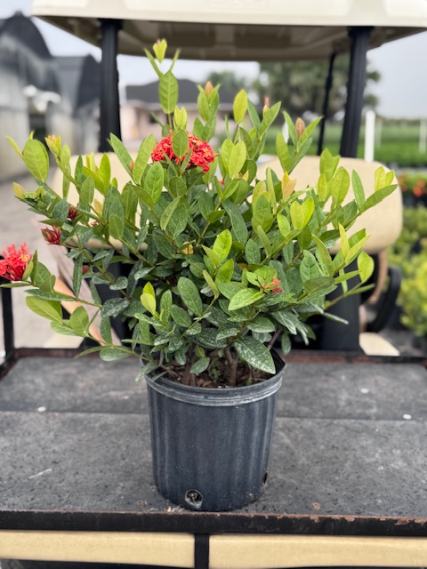 ixora-coccinea-maui-red-flame-of-the-woods-jungle-flame-jungle-geranium
