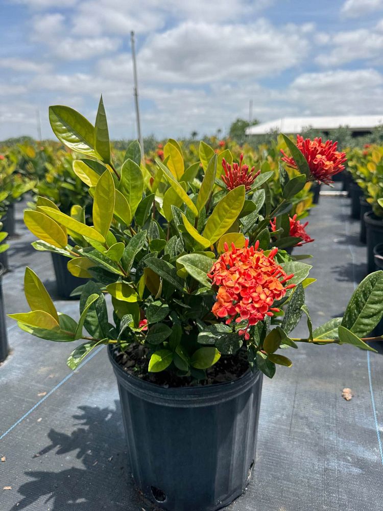 ixora-coccinea-maui-red-flame-of-the-woods-jungle-flame-jungle-geranium