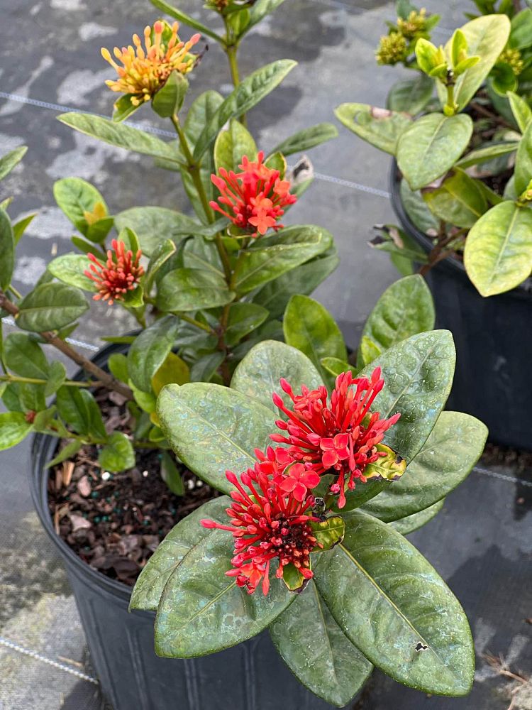 ixora-coccinea-maui-red-flame-of-the-woods-jungle-flame-jungle-geranium
