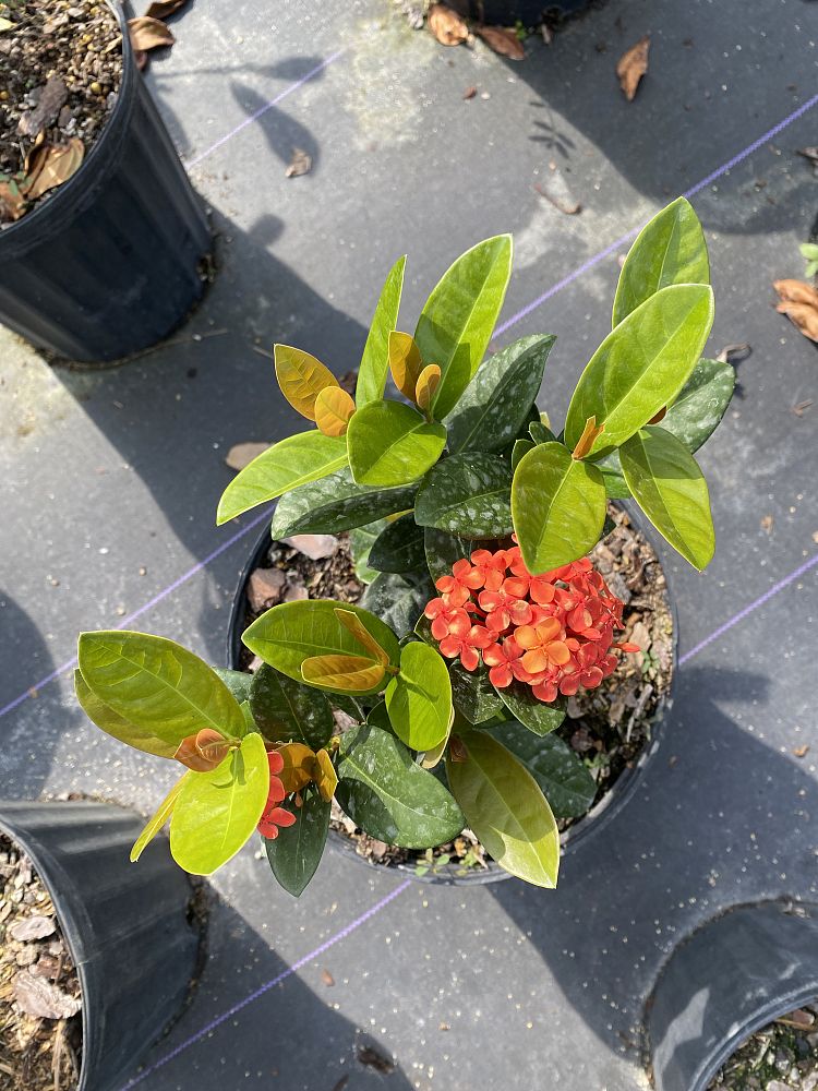 ixora-coccinea-maui-red-flame-of-the-woods-jungle-flame-jungle-geranium