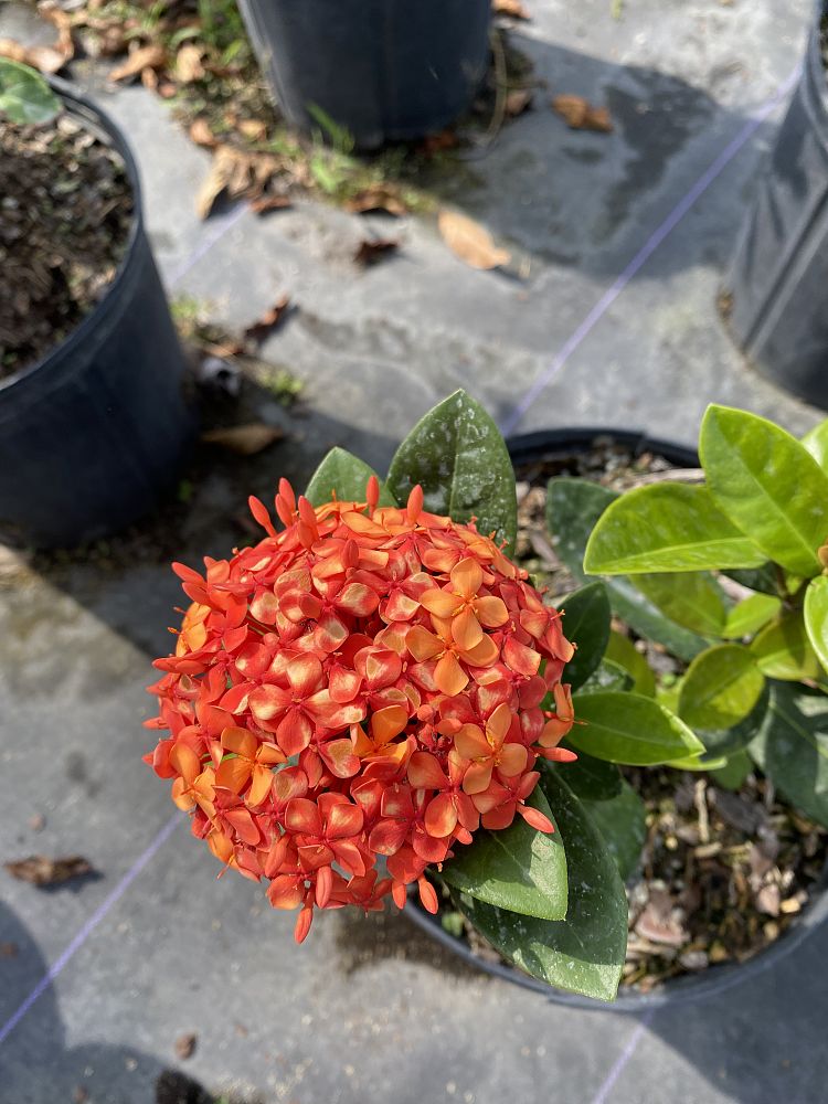 ixora-coccinea-maui-red-flame-of-the-woods-jungle-flame-jungle-geranium
