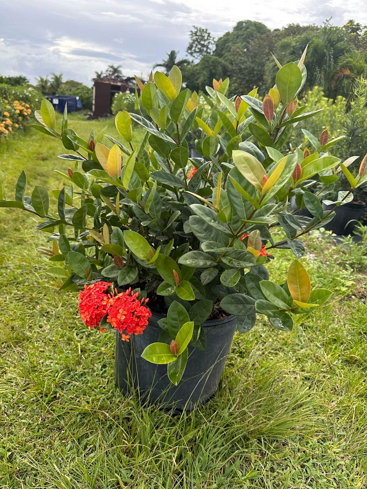 ixora-coccinea-maui-red-flame-of-the-woods-jungle-flame-jungle-geranium