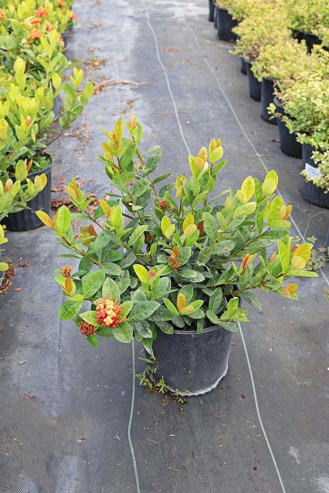 ixora-coccinea-maui-red-flame-of-the-woods-jungle-flame-jungle-geranium