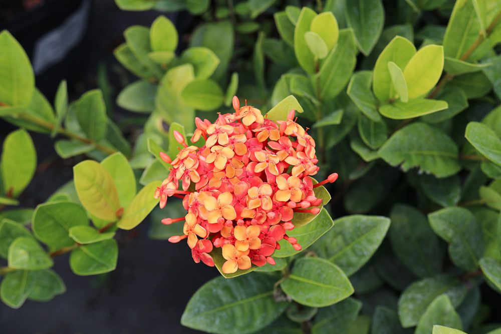 ixora-coccinea-maui-red-flame-of-the-woods-jungle-flame-jungle-geranium