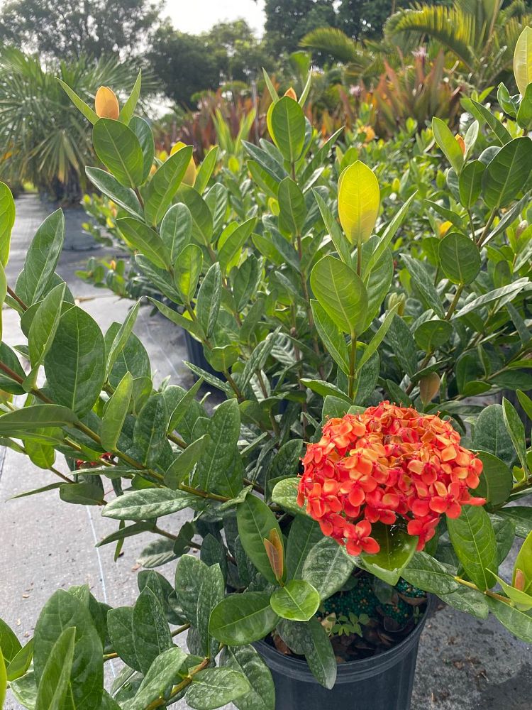 ixora-coccinea-maui-red-flame-of-the-woods-jungle-flame-jungle-geranium