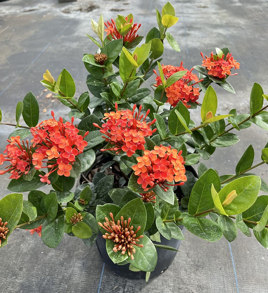 ixora-coccinea-maui-red-flame-of-the-woods-jungle-flame-jungle-geranium