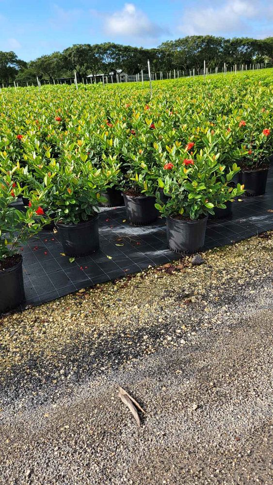 ixora-coccinea-maui-red-flame-of-the-woods-jungle-flame-jungle-geranium