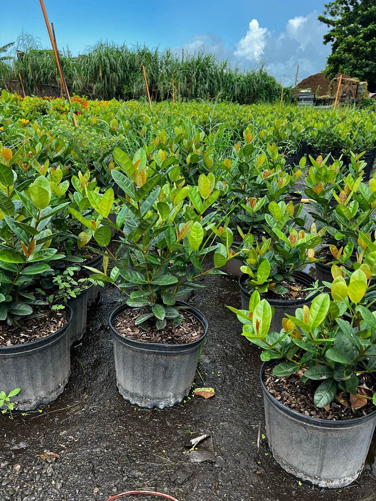 ixora-coccinea-maui-red-flame-of-the-woods-jungle-flame-jungle-geranium