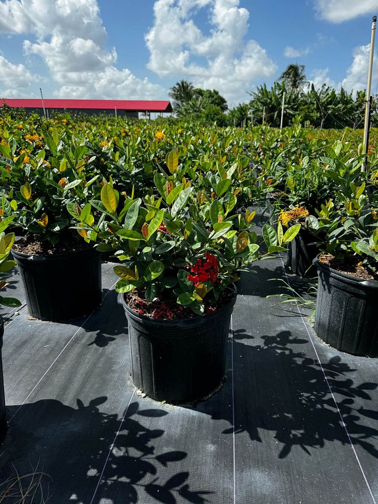 ixora-coccinea-maui-red-flame-of-the-woods-jungle-flame-jungle-geranium
