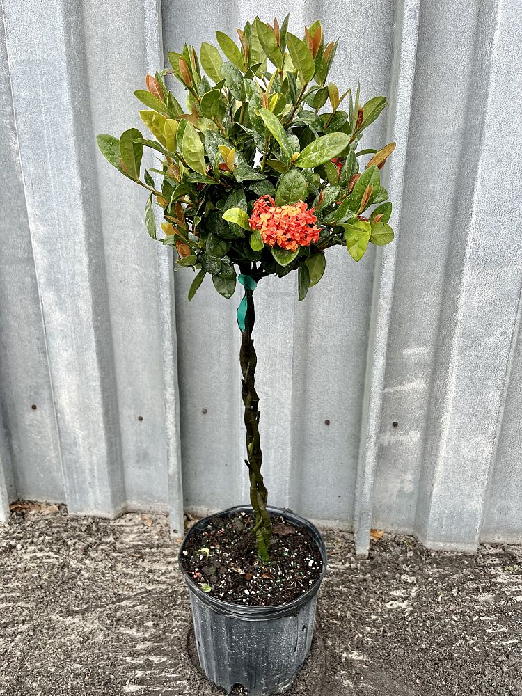 ixora-coccinea-maui-red-flame-of-the-woods-jungle-flame-jungle-geranium