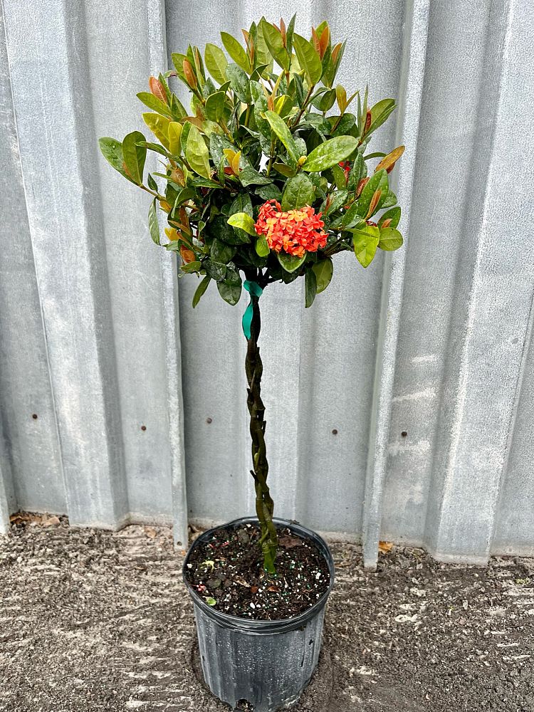 ixora-coccinea-maui-red-flame-of-the-woods-jungle-flame-jungle-geranium