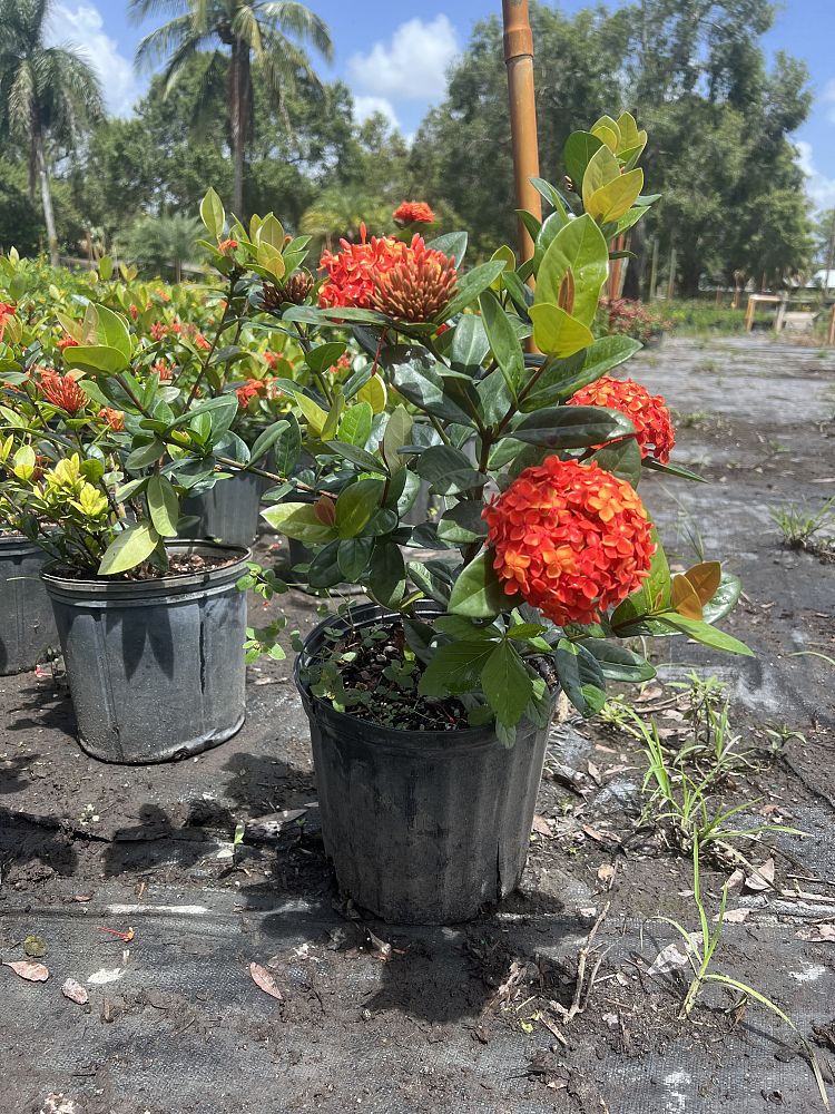 ixora-coccinea-maui-red-flame-of-the-woods-jungle-flame-jungle-geranium