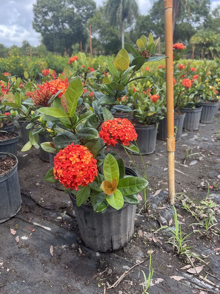 ixora-coccinea-maui-red-flame-of-the-woods-jungle-flame-jungle-geranium