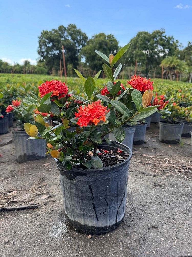 ixora-coccinea-maui-red-flame-of-the-woods-jungle-flame-jungle-geranium