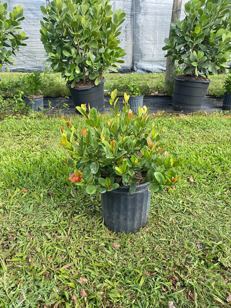 ixora-coccinea-maui-red-flame-of-the-woods-jungle-flame-jungle-geranium