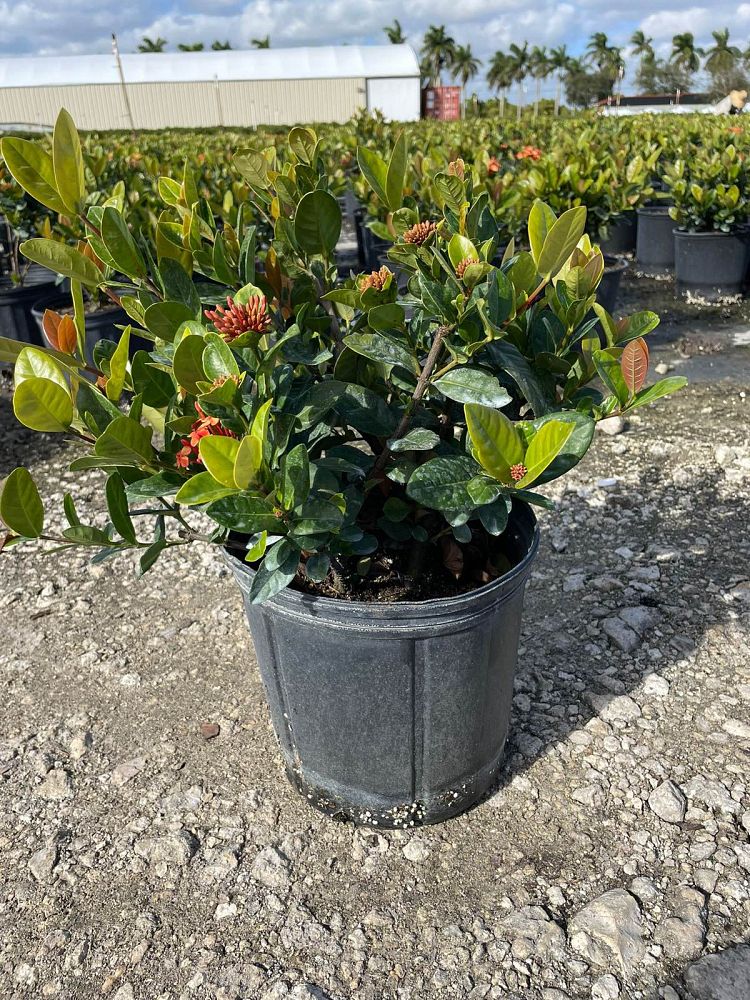ixora-coccinea-maui-red-flame-of-the-woods-jungle-flame-jungle-geranium