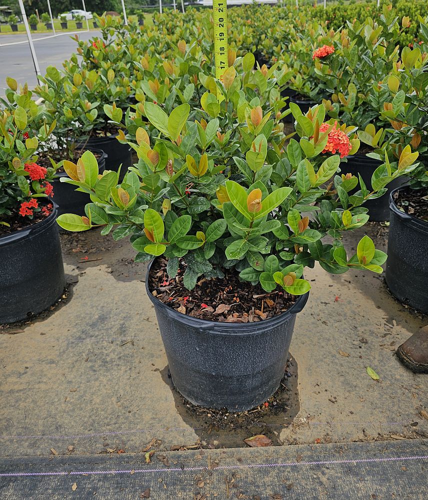 ixora-coccinea-maui-red-flame-of-the-woods-jungle-flame-jungle-geranium