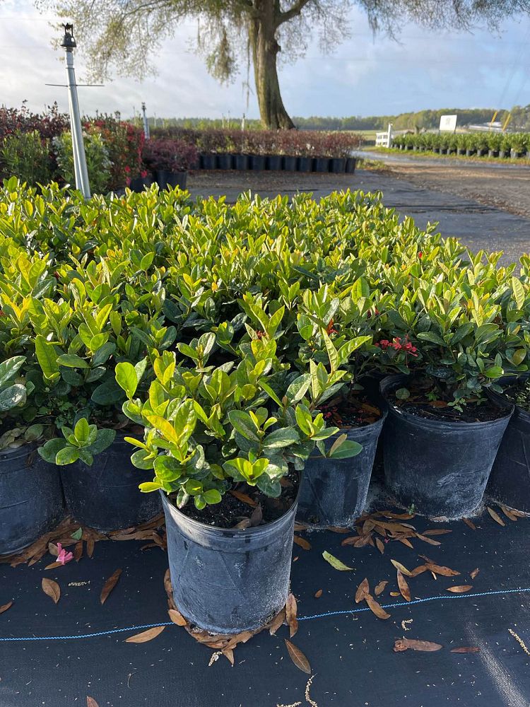 ixora-coccinea-maui-red-flame-of-the-woods-jungle-flame-jungle-geranium