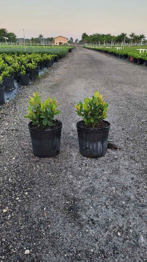 ixora-coccinea-maui-red-flame-of-the-woods-jungle-flame-jungle-geranium