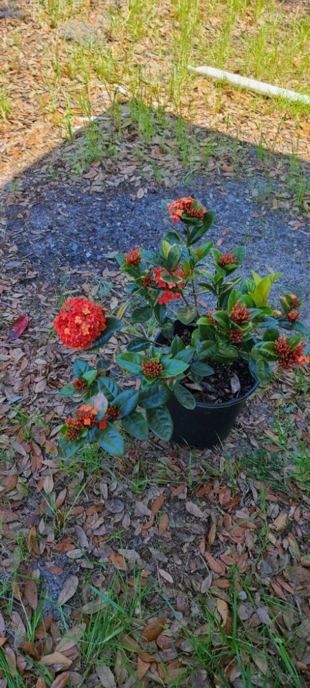 ixora-coccinea-maui-red-flame-of-the-woods-jungle-flame-jungle-geranium